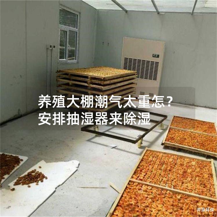 养殖大棚潮气太重怎？安排抽湿器来除湿