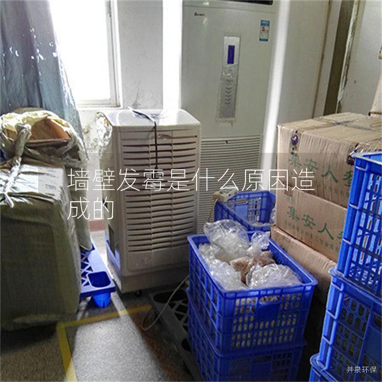 墻壁發霉是什么原因造成的